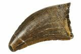 Serrated Juvenile Tyrannosaur Tooth - Judith River Formation #313310-1